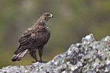 Image. Habichtsadler