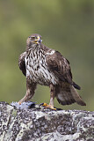 Image. Habichtsadler
