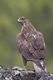 Image. Habichtsadler