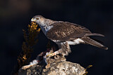 Image. Habichtsadler