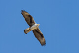 Image. Habichtsadler