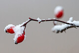 Image. Hagebutten im Schnee