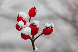 Image. Hagebutten im Schnee