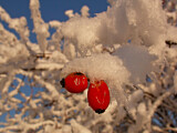 Image. Hagebutten im Schnee