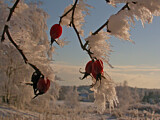 Image. Hagebutten im Schnee
