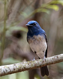 Image. Hainan Blue Flycatcher