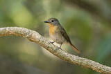 Image. Hainan Blue Flycatcher