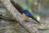 Image. Hainan Blue Flycatcher
