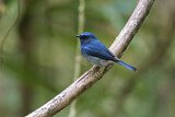 Image. Hainanblauschnäpper