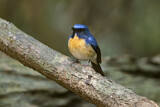 Image. Hainanblauschnäpper