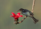 Image. Hair-crested Drongo