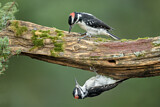 Image. Hairy Woodpecker