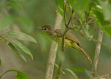 Image. Hairy-backed Bulbul