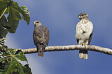 Image. Haitibussard