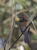 Image. Halbmond-Faulvogel