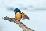 Image. Half-collared Kingfisher