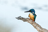 Image. Half-collared Kingfisher