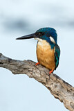 Image. Half-collared Kingfisher