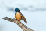Image. Half-collared Kingfisher