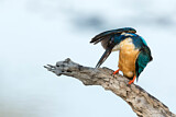 Image. Half-collared Kingfisher
