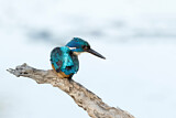 Image. Half-collared Kingfisher