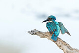 Image. Half-collared Kingfisher