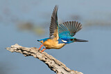 Image. Half-collared Kingfisher