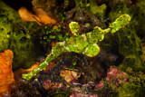 Image. Halimeda Ghost Pipefish
