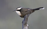 Image. Hall's Babbler