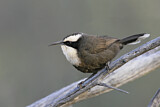 Image. Hall's Babbler