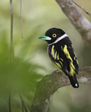 Image. Halsband-Breitrachen