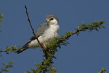 Image. Halsband-Zwergfalke