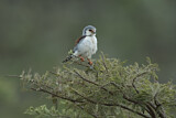 Image. Halsband-Zwergfalke