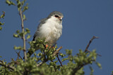 Image. Halsband-Zwergfalke