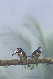 Image. Halsbandarassari