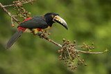 Image. Halsbandarassari