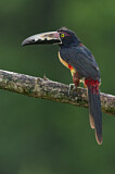 Image. Halsbandarassari