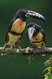 Image. Halsbandarassari