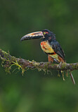 Image. Halsbandarassari