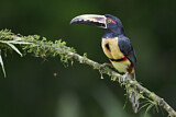 Image. Halsbandarassari