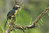 Image. Halsbandarassari