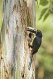 Image. Halsbandarassari