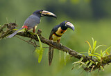 Image. Halsbandarassari