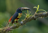 Image. Halsbandarassari