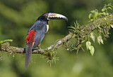 Image. Halsbandarassari