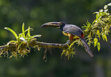 Image. Halsbandarassari