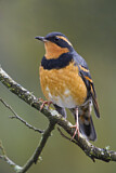 Image. Halsbanddrossel
