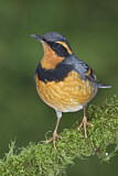 Image. Halsbanddrossel