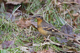 Image. Halsbanddrossel