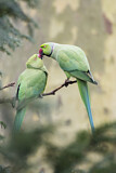Image. Halsbandsittich